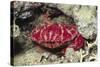 Splendid Red Spooner Crab-Hal Beral-Stretched Canvas