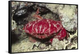 Splendid Red Spooner Crab-Hal Beral-Framed Stretched Canvas