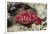 Splendid Red Spooner Crab-Hal Beral-Framed Photographic Print