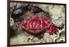 Splendid Red Spooner Crab-Hal Beral-Framed Photographic Print