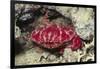 Splendid Red Spooner Crab-Hal Beral-Framed Photographic Print