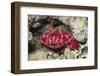 Splendid Red Spooner Crab-Hal Beral-Framed Photographic Print