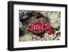 Splendid Red Spooner Crab-Hal Beral-Framed Photographic Print