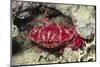 Splendid Red Spooner Crab-Hal Beral-Mounted Photographic Print