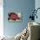 Splendid Red Spooner Crab-Hal Beral-Photographic Print displayed on a wall