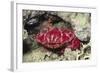 Splendid Red Spooner Crab-Hal Beral-Framed Photographic Print