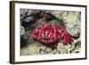 Splendid Red Spooner Crab-Hal Beral-Framed Photographic Print