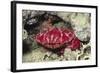 Splendid Red Spooner Crab-Hal Beral-Framed Photographic Print