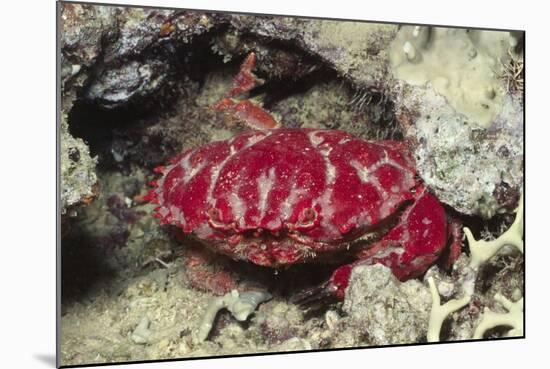 Splendid Red Spooner Crab-Hal Beral-Mounted Photographic Print