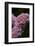 Splendid Roses-Dietmar Najak-Framed Photographic Print