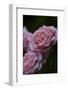 Splendid Roses-Dietmar Najak-Framed Photographic Print