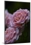 Splendid Roses-Dietmar Najak-Mounted Photographic Print