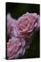 Splendid Roses-Dietmar Najak-Stretched Canvas