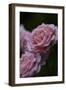 Splendid Roses-Dietmar Najak-Framed Photographic Print