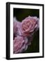 Splendid Roses-Dietmar Najak-Framed Photographic Print