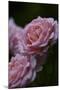 Splendid Roses-Dietmar Najak-Mounted Photographic Print