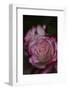 Splendid Roses-Dietmar Najak-Framed Photographic Print