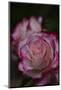 Splendid Roses-Dietmar Najak-Mounted Photographic Print