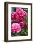 Splendid Roses-Dietmar Najak-Framed Photographic Print