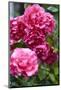 Splendid Roses-Dietmar Najak-Mounted Photographic Print