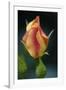 Splendid Roses-Dietmar Najak-Framed Photographic Print