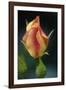 Splendid Roses-Dietmar Najak-Framed Photographic Print