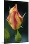 Splendid Roses-Dietmar Najak-Mounted Photographic Print