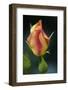 Splendid Roses-Dietmar Najak-Framed Photographic Print