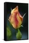 Splendid Roses-Dietmar Najak-Framed Stretched Canvas