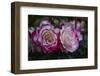 Splendid Roses-Dietmar Najak-Framed Photographic Print