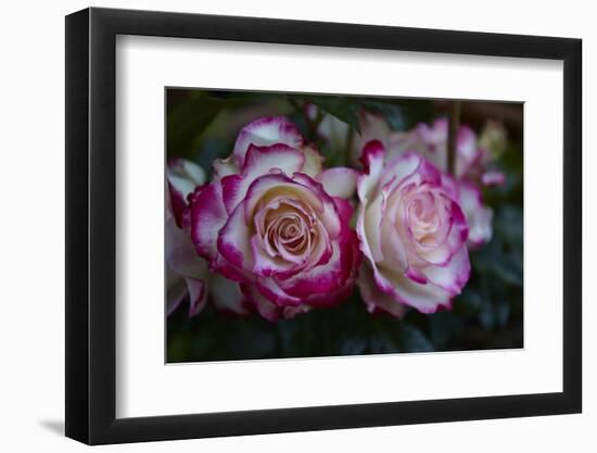 Splendid Roses-Dietmar Najak-Framed Photographic Print