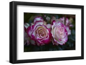 Splendid Roses-Dietmar Najak-Framed Photographic Print