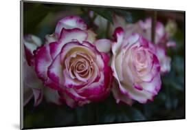 Splendid Roses-Dietmar Najak-Mounted Photographic Print