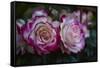 Splendid Roses-Dietmar Najak-Framed Stretched Canvas