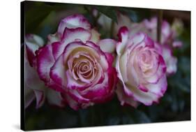 Splendid Roses-Dietmar Najak-Stretched Canvas