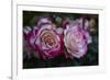 Splendid Roses-Dietmar Najak-Framed Photographic Print