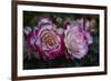 Splendid Roses-Dietmar Najak-Framed Photographic Print