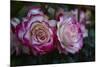 Splendid Roses-Dietmar Najak-Mounted Photographic Print