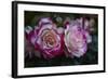 Splendid Roses-Dietmar Najak-Framed Photographic Print