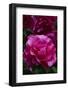 Splendid Roses-Dietmar Najak-Framed Photographic Print