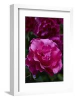 Splendid Roses-Dietmar Najak-Framed Photographic Print