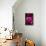 Splendid Roses-Dietmar Najak-Stretched Canvas displayed on a wall