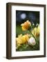 Splendid Roses-Dietmar Najak-Framed Photographic Print