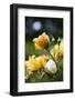 Splendid Roses-Dietmar Najak-Framed Photographic Print