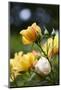 Splendid Roses-Dietmar Najak-Mounted Photographic Print