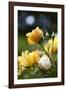 Splendid Roses-Dietmar Najak-Framed Photographic Print