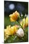 Splendid Roses-Dietmar Najak-Mounted Photographic Print