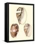 Splendid Shells VI-Vision Studio-Framed Stretched Canvas