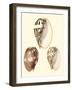 Splendid Shells VI-Vision Studio-Framed Art Print