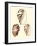 Splendid Shells VI-Vision Studio-Framed Art Print